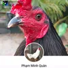 phamquan0909044560