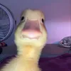 ggiammo