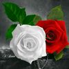 fazalnaem786