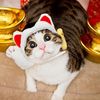 magicalcats_007