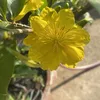 nemxx6