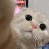 yagggnzy