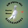 RMpigeon903