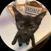 ankitmeow1