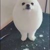 bonesolos