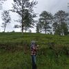 hardiantii_30