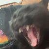 bearbandit0