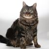 furbytheforestcat