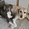 labdogslove