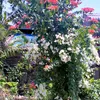 hoagiay_7979