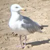 herringgull_tra