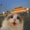 egor_antinescul