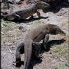 monitorlizard26