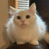 olmotherhubbards_cattery