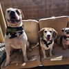 doggmoms