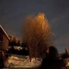 norsinhindfox