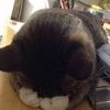 meowitsdia