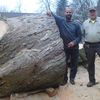 treedude.des