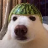 dalbaebiktd