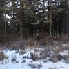 snowstormwolf4