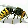 cahyotricahyo