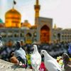 syedmohsinshah121472