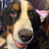 archiethebernese1