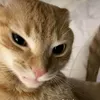 jhlynvsx