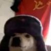 pinguloco0