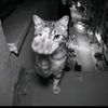 wo_shi_huang
