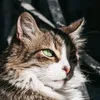 keilinhalovegatos
