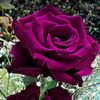 om.yazan053
