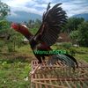 wisnu.wdr.ke9