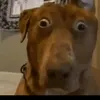 raidentolentino