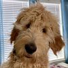 henrytaterdoodle