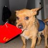 maxwell.the.mutt