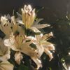 s.m.f._200777