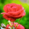 sweet_lady.007