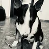 tangaiya37