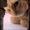 thedoubtfulcat