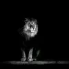 joemajor007