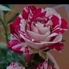 aiosh_84