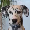 Olivebeautifuldog