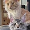 harleythepoly_mainecoon