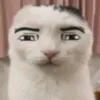zaynes_sigmacat