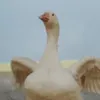 nonomissue