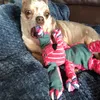 clemmythechihuahua