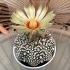 annarosana0
