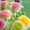 zain4582