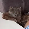 koshka_lilishka